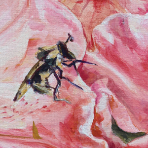 Close up of a bee about to land on a pink tiger lilly.